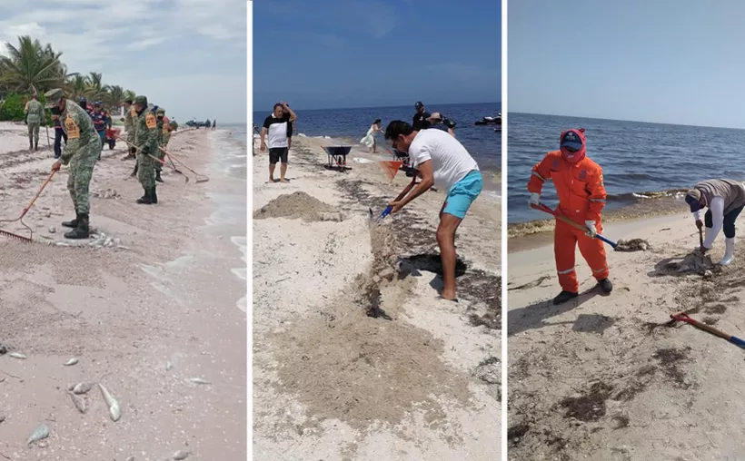 Levantan más de una tonelada de peces muertos de la playa en el Puerto de San Benito