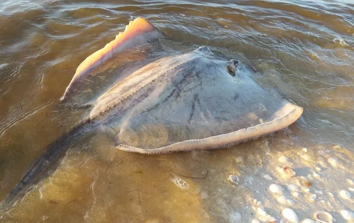 Bañistas violan advertencia y son atacados por mantarrayas en Progreso