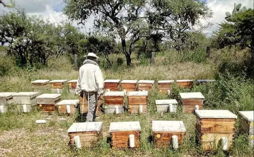 Educación superior apuesta al campo yucateco