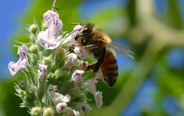 Las abejas son el animal más importante del planeta