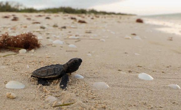 Sisal, escenario de la liberación de 100 crías de tortuga