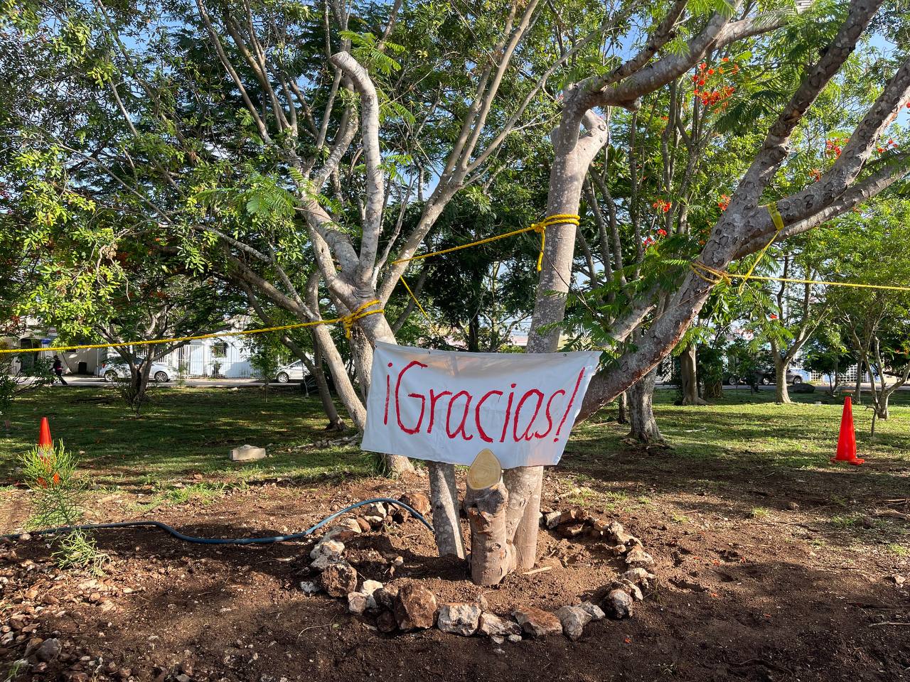 Ayuntamiento de Mérida y vecinos de Pinos del Norte rescatan flamboyán caído por lluvias