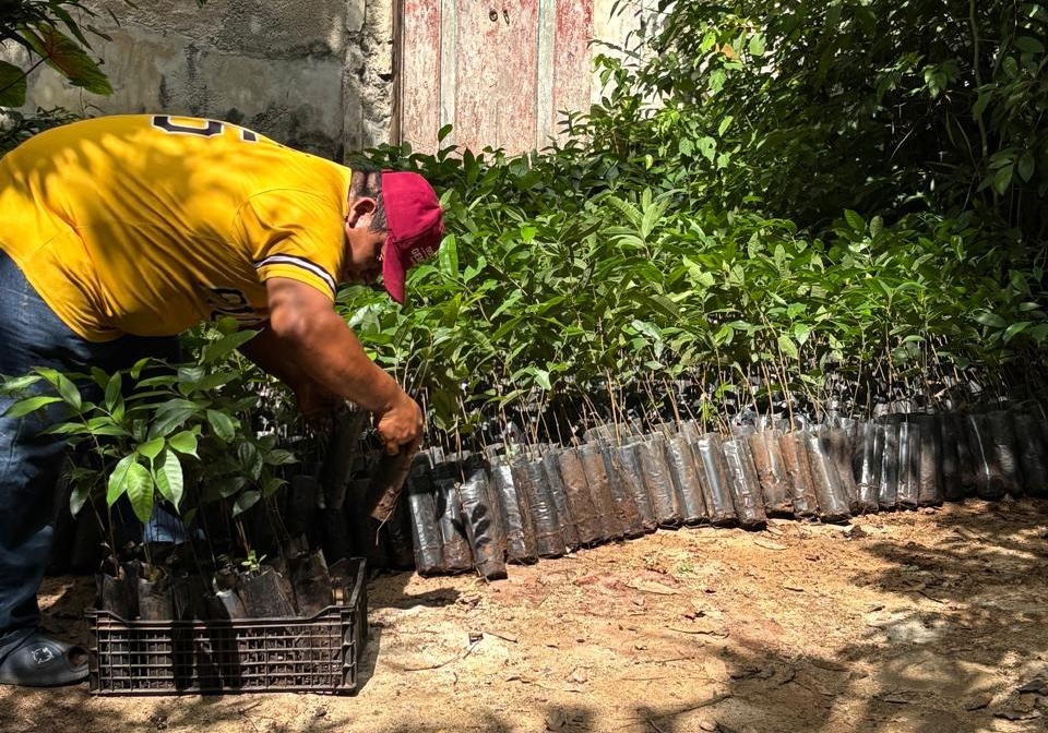 Renacimiento Verde impulsa recuperación de ecosistemas en el oriente de Yucatán