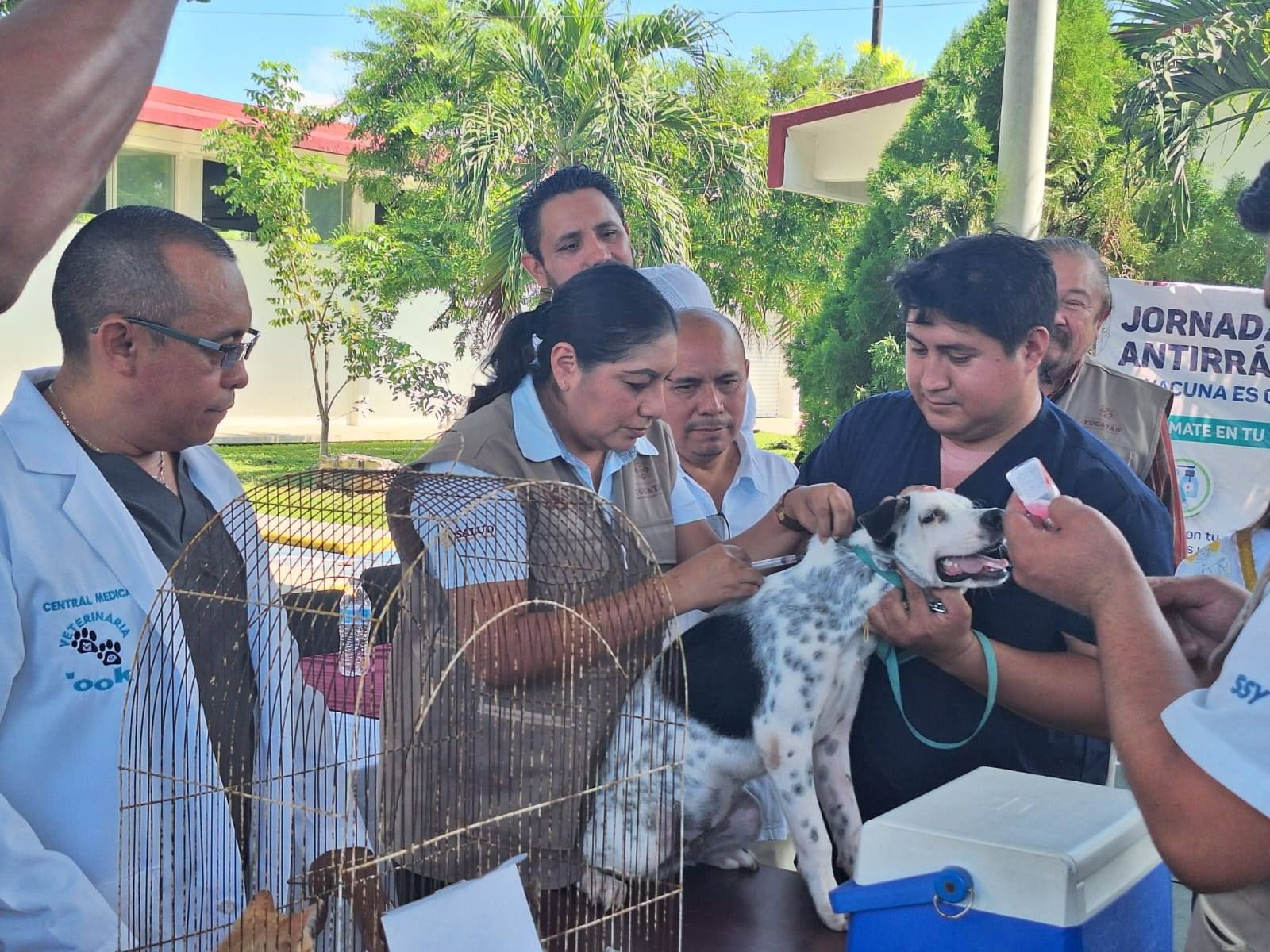 Gobierno del Estado impulsa jornadas gratuitas de esterilización y vacunación de mascotas en Yucatán