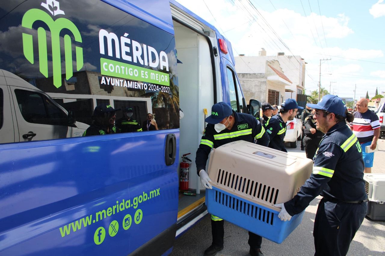 Detienen a sujeto que envenenaba animales en la central de abastos