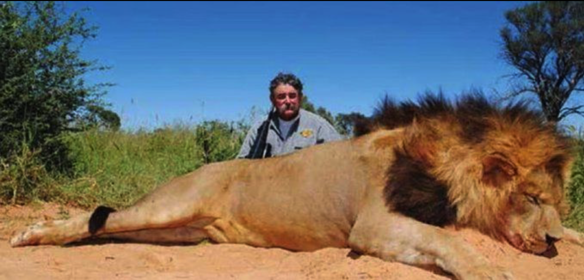 Fatal encuentro en la selva: elefantes matan a cazador de 75 años