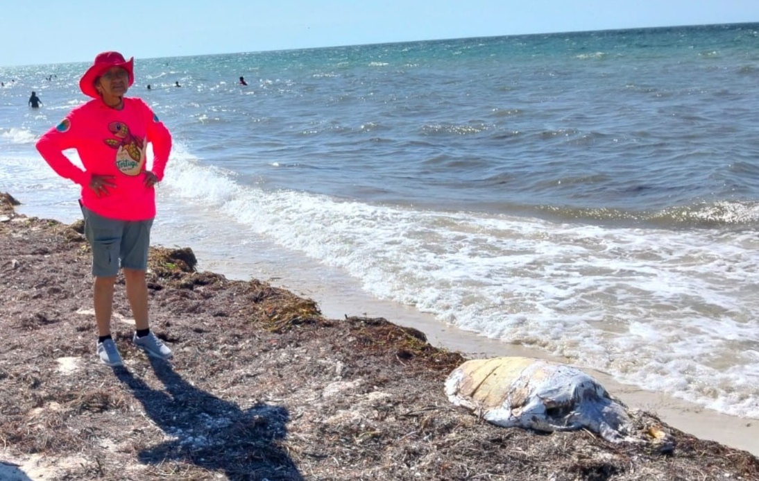 Hallan tortuga sin vida en playas de Telchac Puerto Hallan tortuga sin vida en playas de Telchac Puerto