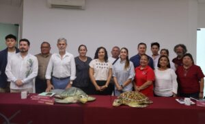 Inicia temporada de anidación de tortugas marinas con protección en 279 kilómetros de costa yucateca