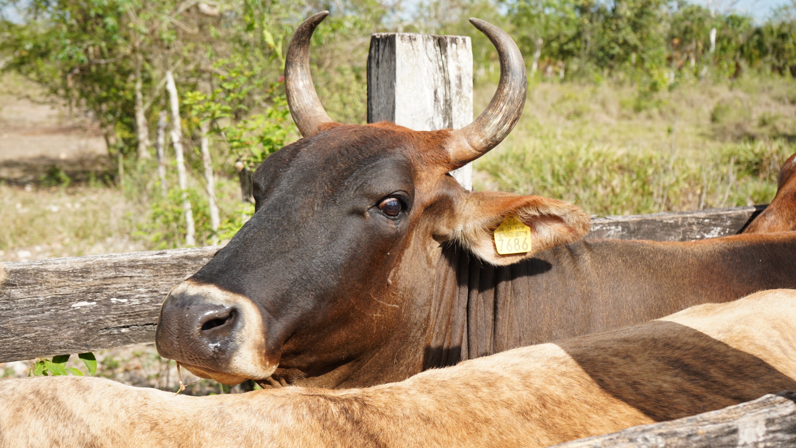 Yucatán avanza en repoblamiento ganadero con inseminación artificial Yucatán avanza en repoblamiento ganadero con inseminación artificial