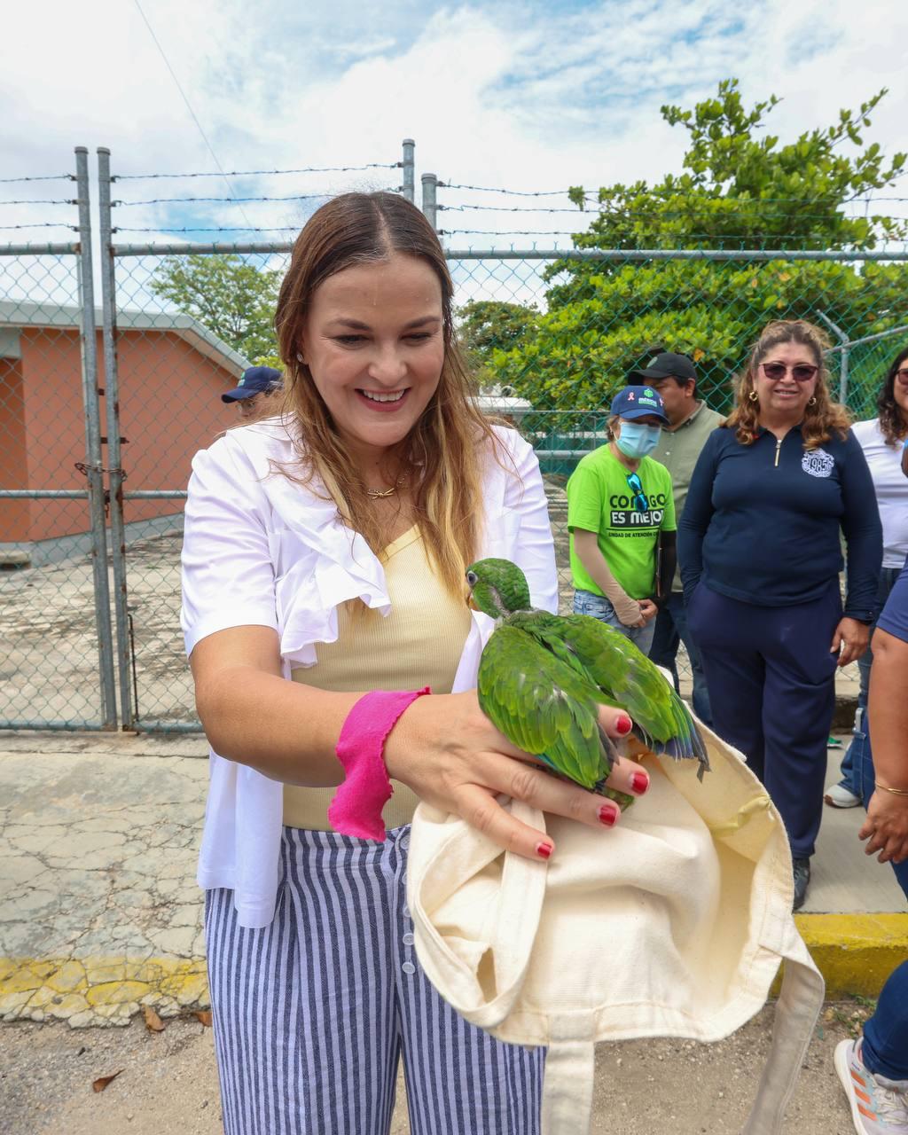 Resguardan lorito rescatado durante caminata en la Colonia Vergel lll; recibirá atención especializada en Animaya Resguardan lorito rescatado durante caminata en la Colonia Vergel lll; recibirá atención especializada en Animaya