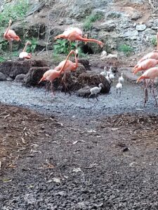 Flamencos nacen en el Zoológico del Bicentenario Animaya
