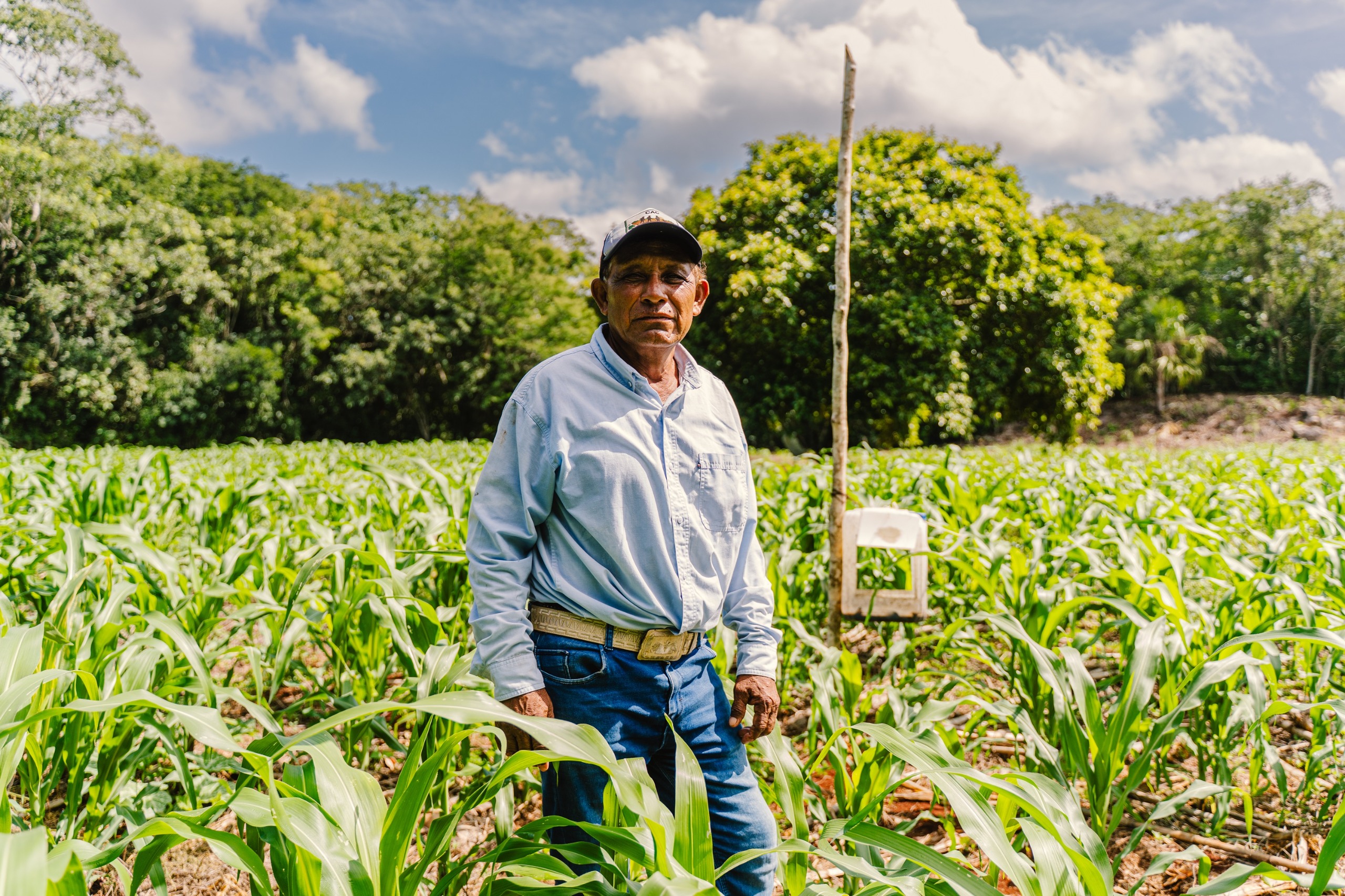 Ciencia y saber comunitario se unen para mejorar la producción de maíz nativo en Peto Ciencia y saber comunitario se unen para mejorar la producción de maíz nativo en Peto